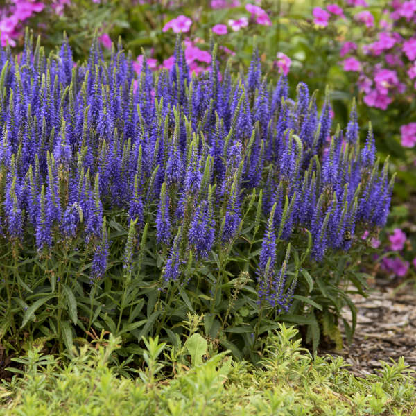 Magic Show® 'Wizard of Ahhs' Spike Speedwell (Veronica) - Image 4
