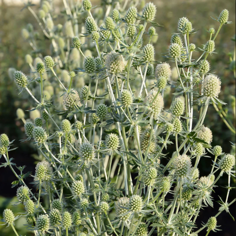 Magical Silver Sea Holly (Eryngium) - Image 2