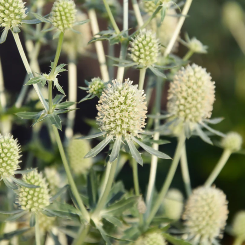 Magical Silver Sea Holly (Eryngium) - Image 3