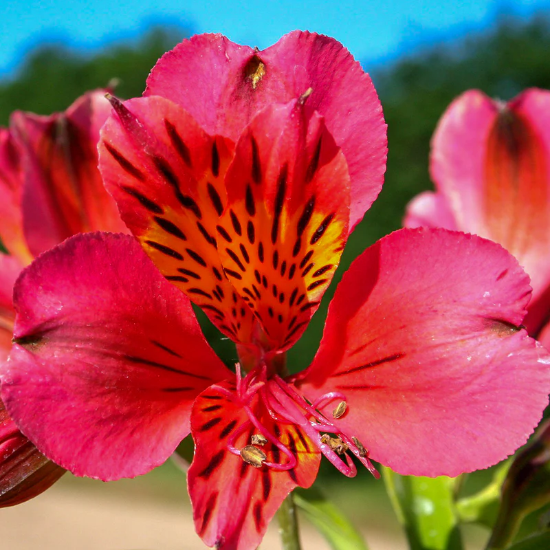 'Majestic Tierce' Peruvian Lily (Alstroemeria)