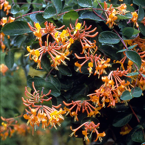 'Mandarin' Honeysuckle Vine (Lonicera)