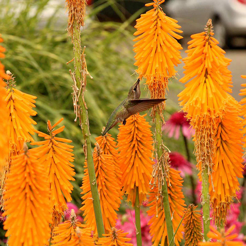 'Mango Popsicle' Red Hot Poker (Kniphofia)