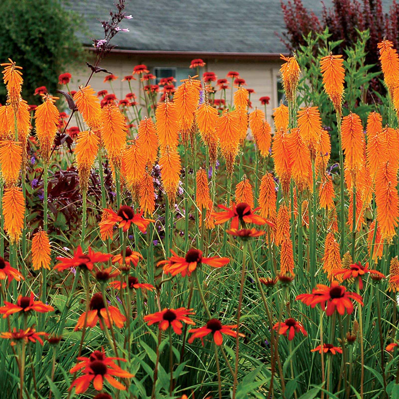 'Mango Popsicle' Red Hot Poker (Kniphofia) - Image 3