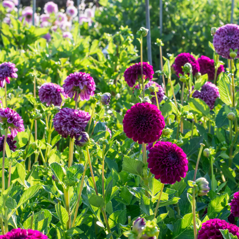 'Marble Ball' Dahlia - Image 2
