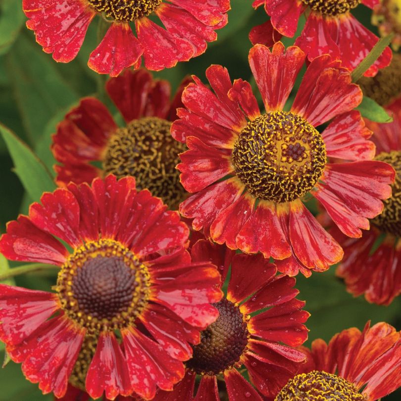 'Mariachi Salsa' Sneezeweed (Helenium)