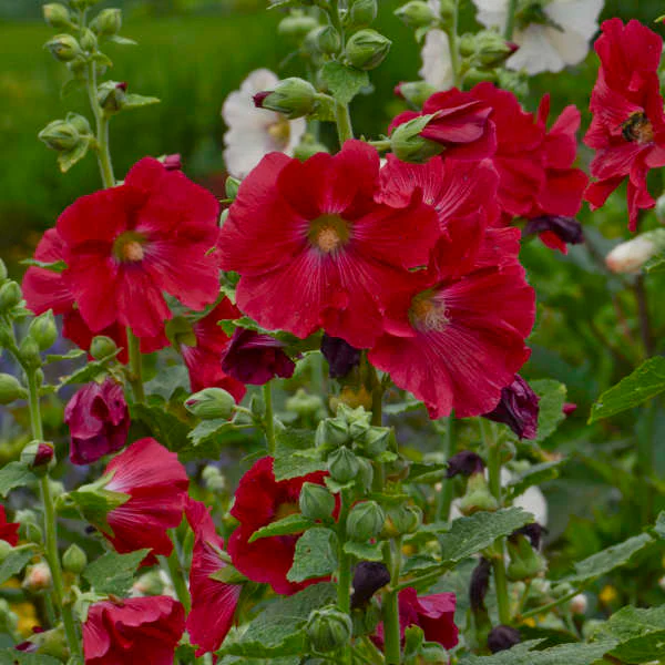'Mars Magic' Hollyhock (Alcea)