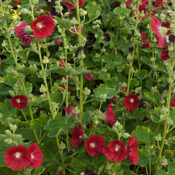 'Mars Magic' Hollyhock (Alcea) - Image 2