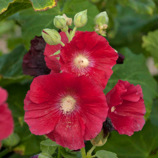 'Mars Magic' Hollyhock (Alcea) - Image 3