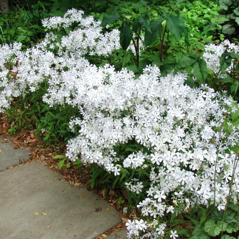 'May Breeze' Woodland Phlox