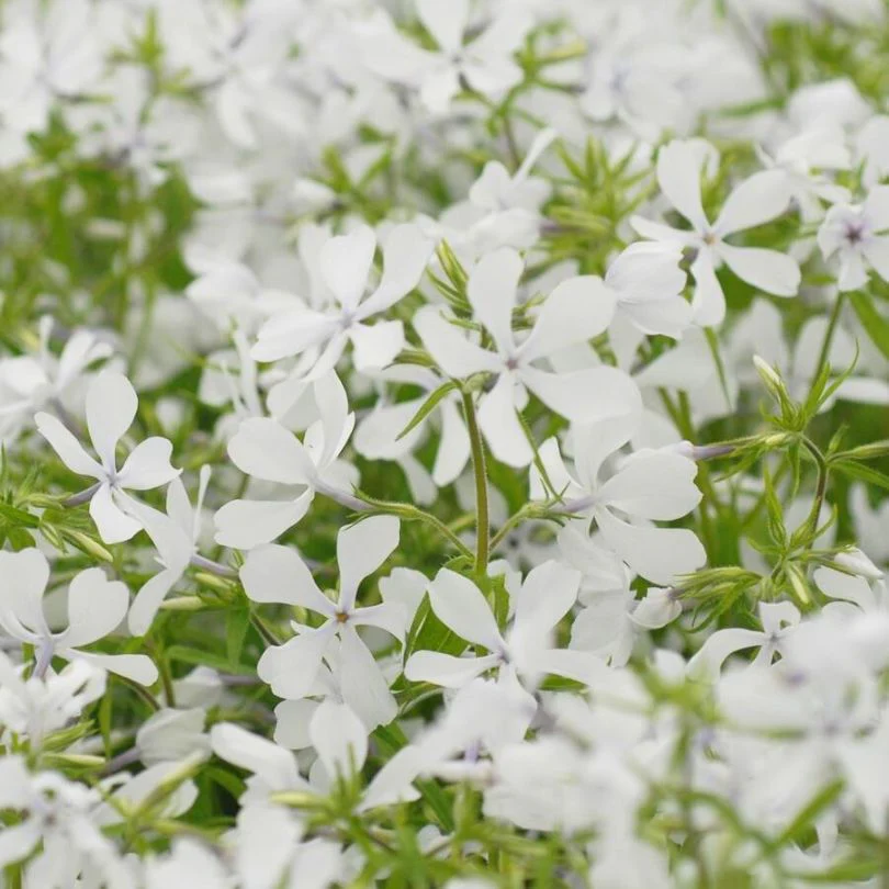 'May Breeze' Woodland Phlox - Image 2