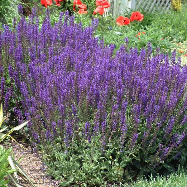 'May Night' Salvia