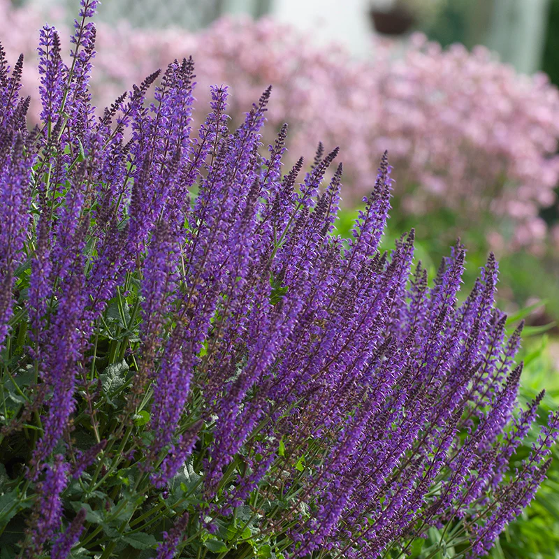 'May Night' Salvia - Image 2