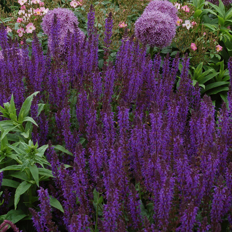 'May Night' Salvia - Image 3