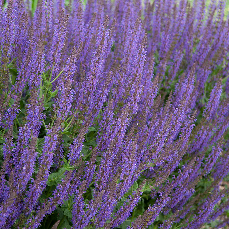 'May Night' Salvia - Image 6