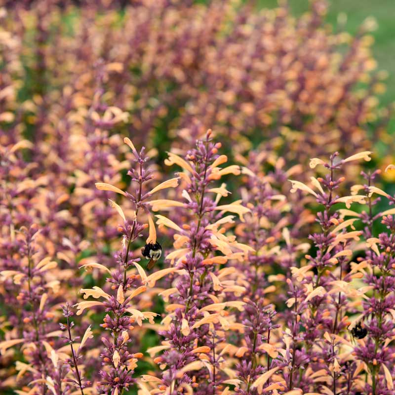 Meant to Bee™ Queen Nectarine Hummingbird Mint (Agastache)