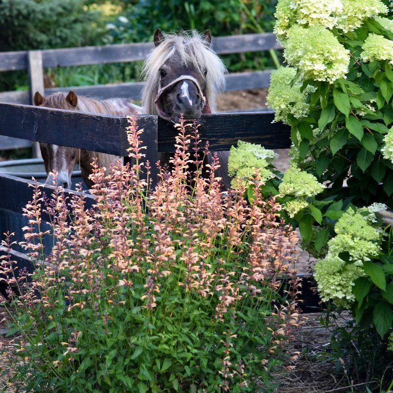 Meant to Bee™ Queen Nectarine Hummingbird Mint (Agastache) - Image 2