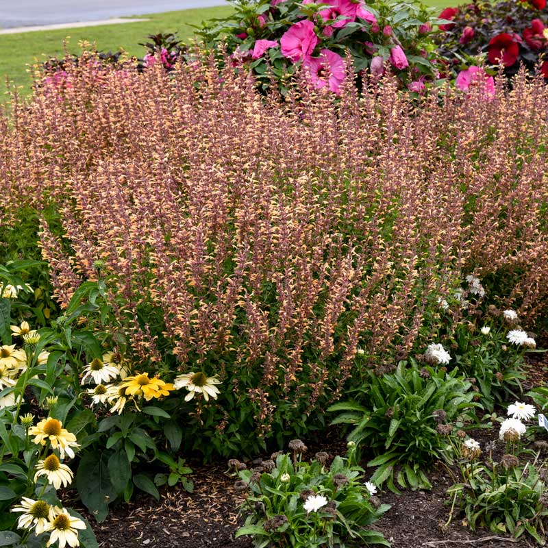 Meant to Bee™ Queen Nectarine Hummingbird Mint (Agastache) - Image 3