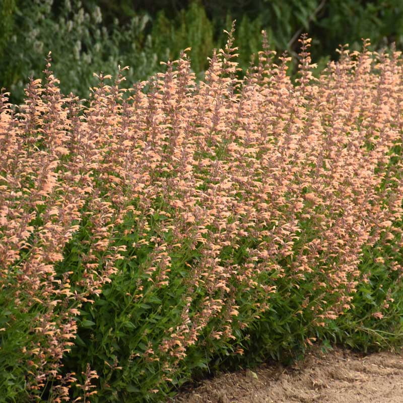 Meant to Bee™ Queen Nectarine Hummingbird Mint (Agastache) - Image 4