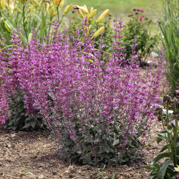 Meant to Bee™ Royal Raspberry Hummingbird Mint (Agastache) - Image 2