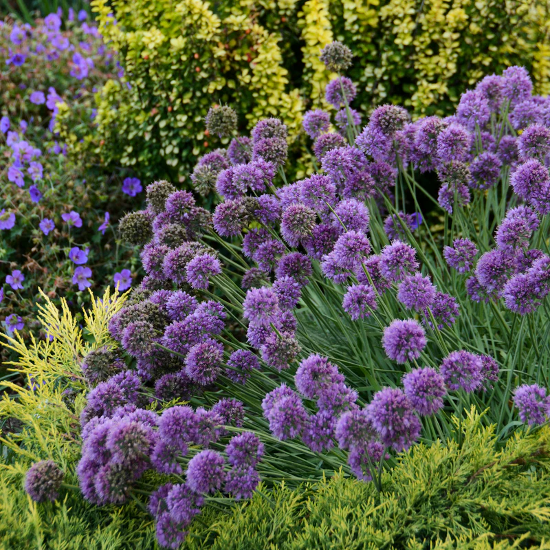 'Medusa' Allium - Image 2
