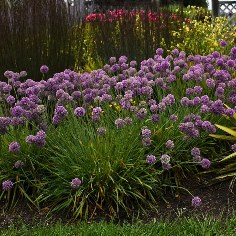 'Medusa' Allium - Image 3