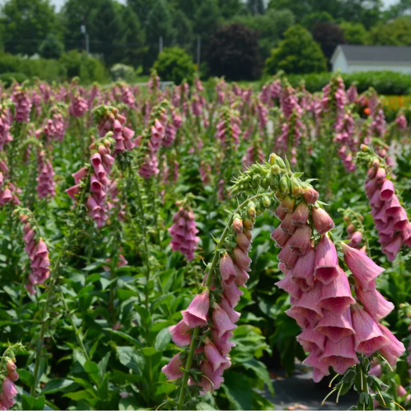 Merton Foxglove (Digitalis) - Image 3