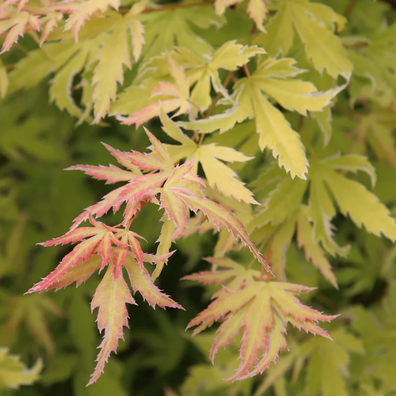 Metamorphosa™ Japanese Maple (Acer)
