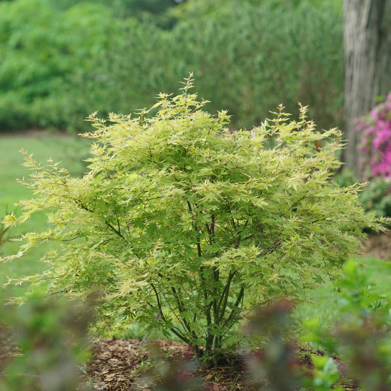 Metamorphosa™ Japanese Maple (Acer) - Image 2