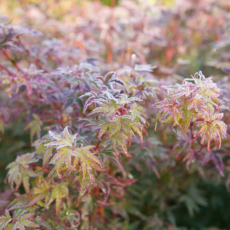 Metamorphosa™ Japanese Maple (Acer) - Image 3