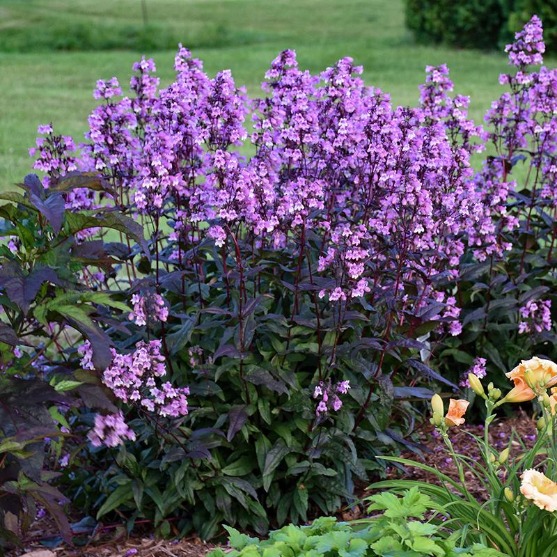 'Midnight Masquerade' Beardtongue (Penstemon) - Image 3