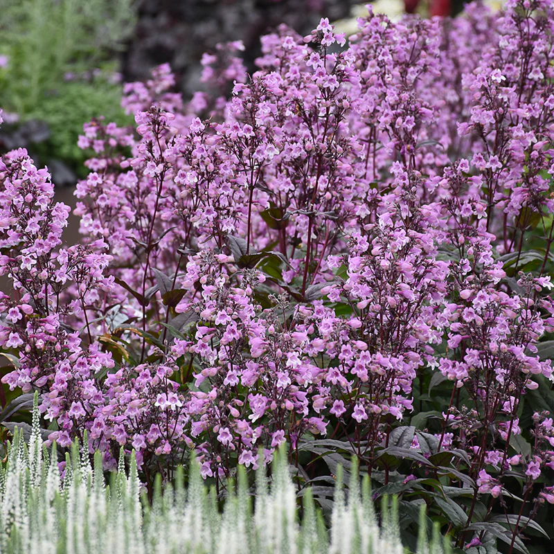 'Midnight Masquerade' Beardtongue (Penstemon) - Image 4