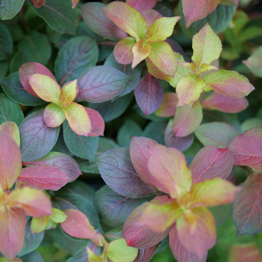 Midnight Sun® Weigela