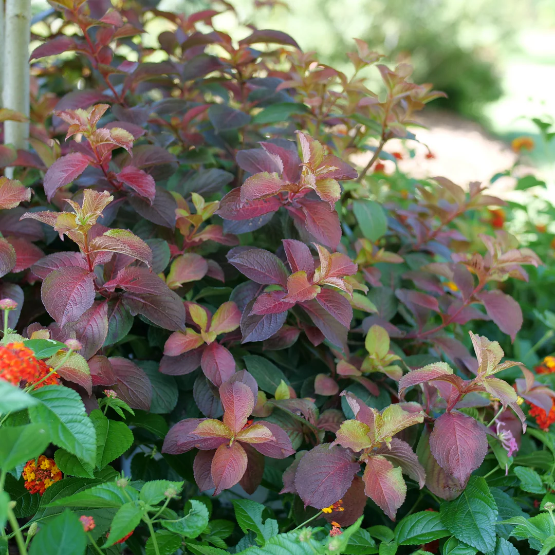 Midnight Sun® Weigela - Image 2