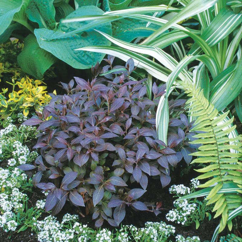 Midnight Wine Shine™ Weigela