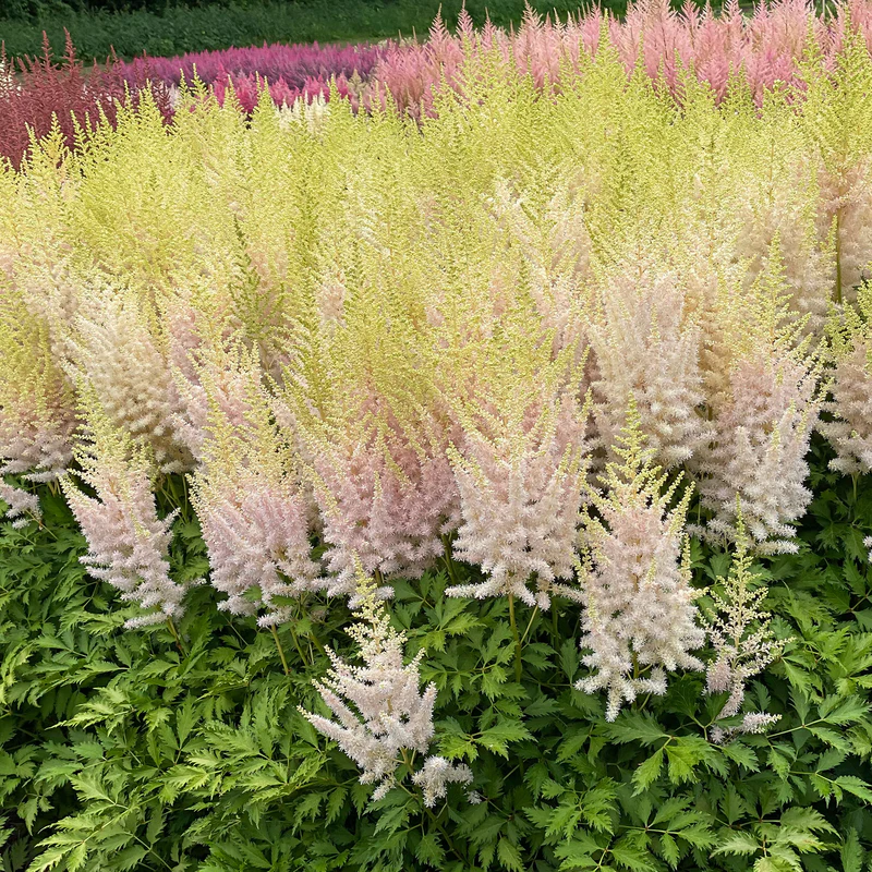 'Milk and Honey' Astilbe - Image 2