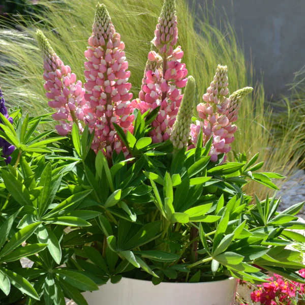 Mini Gallery™ Pink Bicolor Lupine - Image 2
