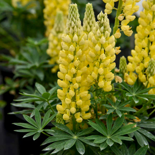 Mini Gallery™ Yellow Lupine - Image 2