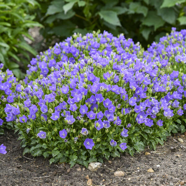 Mini Marvels™ Midnight Bellflower (Campanula)