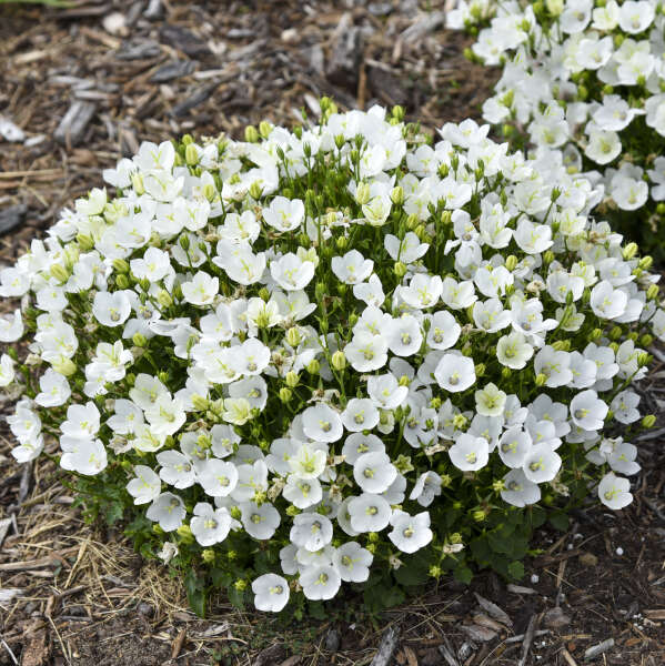 Mini Marvels™ Starbright Bellflower (Campanula)
