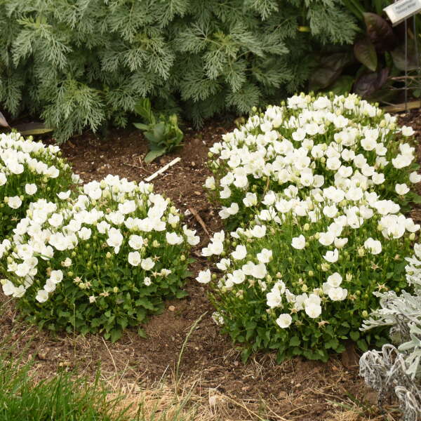 Mini Marvels™ Starbright Bellflower (Campanula) - Image 3