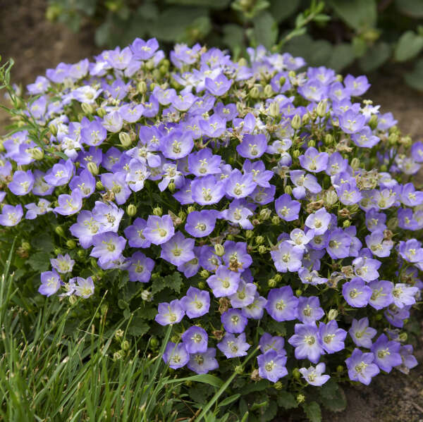 Mini Marvels™ Twilight Bellflower (Campanula)