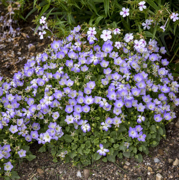Mini Marvels™ Twilight Bellflower (Campanula) - Image 2