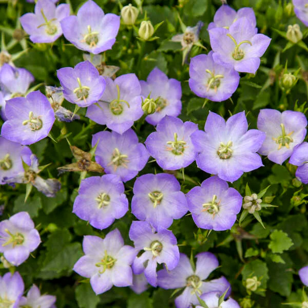 Mini Marvels™ Twilight Bellflower (Campanula) - Image 3