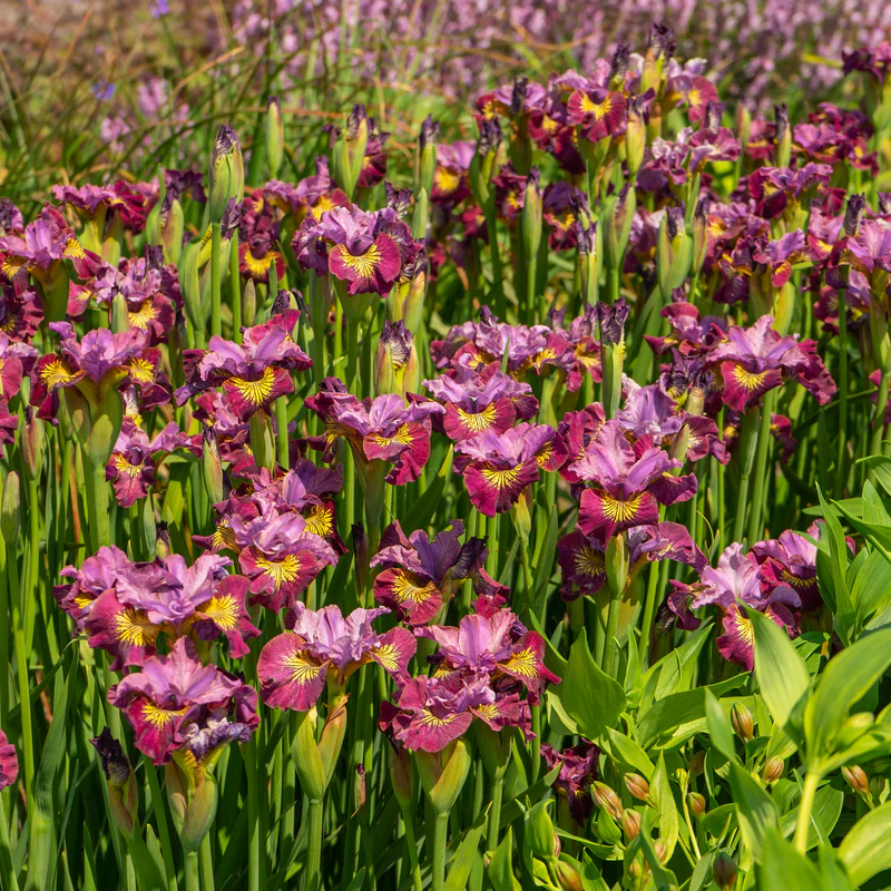 'Miss Apple' Siberian Iris