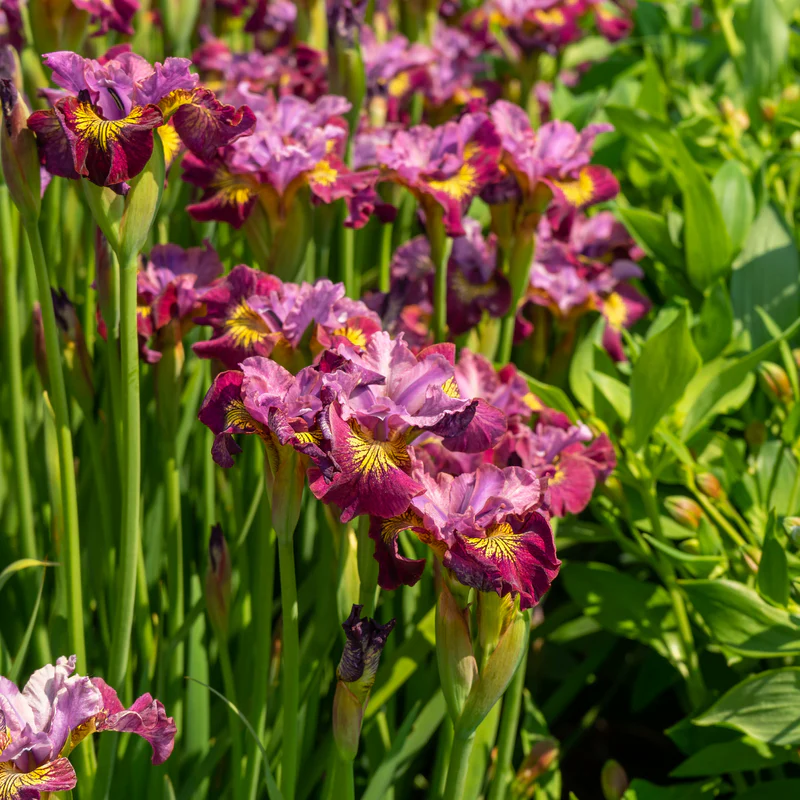 'Miss Apple' Siberian Iris - Image 3