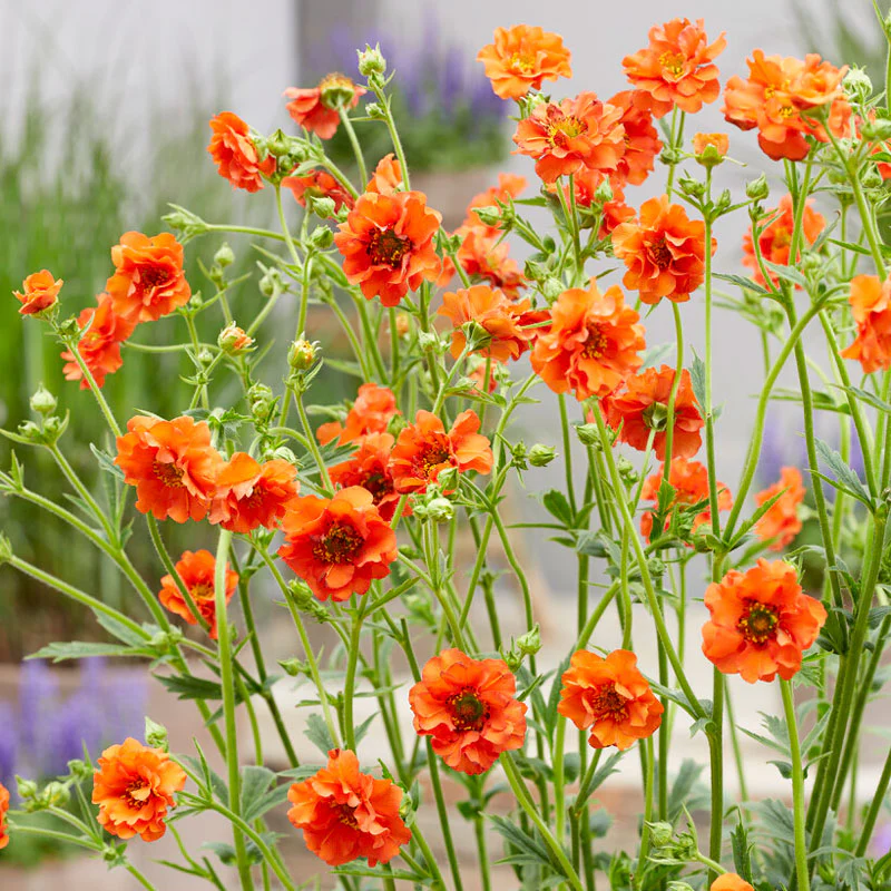 'Miss Clementine' Geum