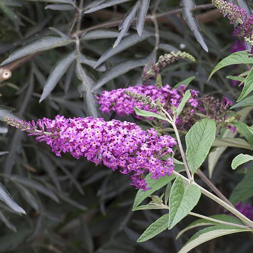 'Miss Ruby' Butterfly Bush (Buddleia) - Image 5