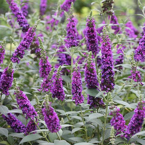 'Miss Violet' Butterfly Bush (Buddleia)