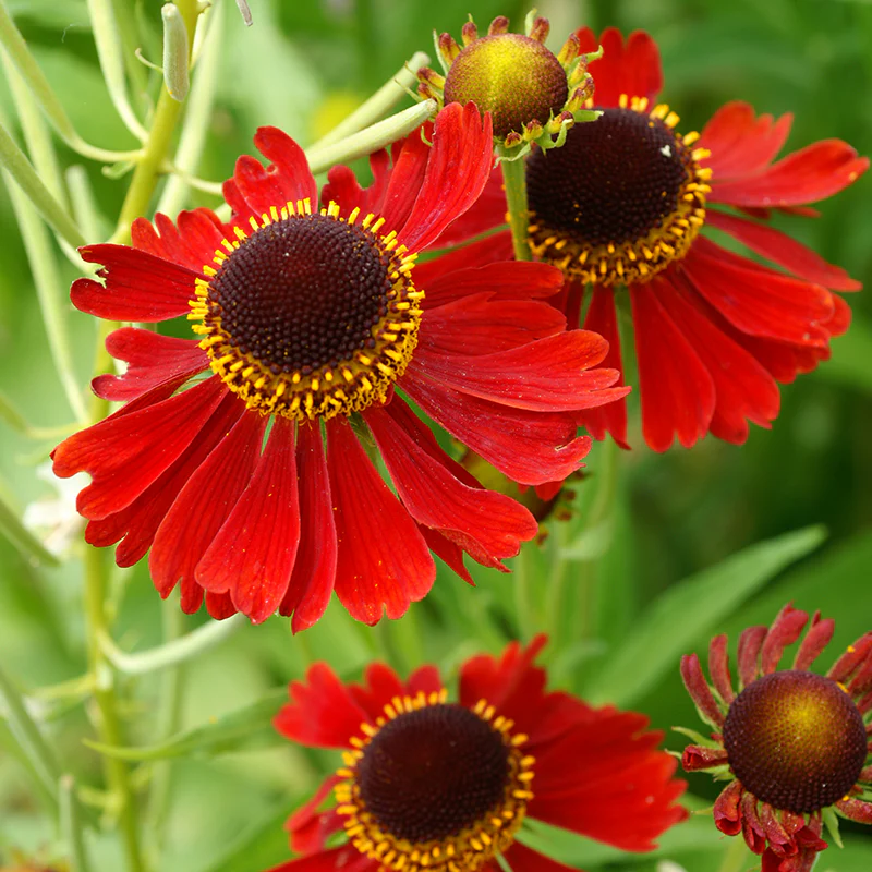 'Moerheim Beauty' Sneezeweed (Helenium) - Image 2