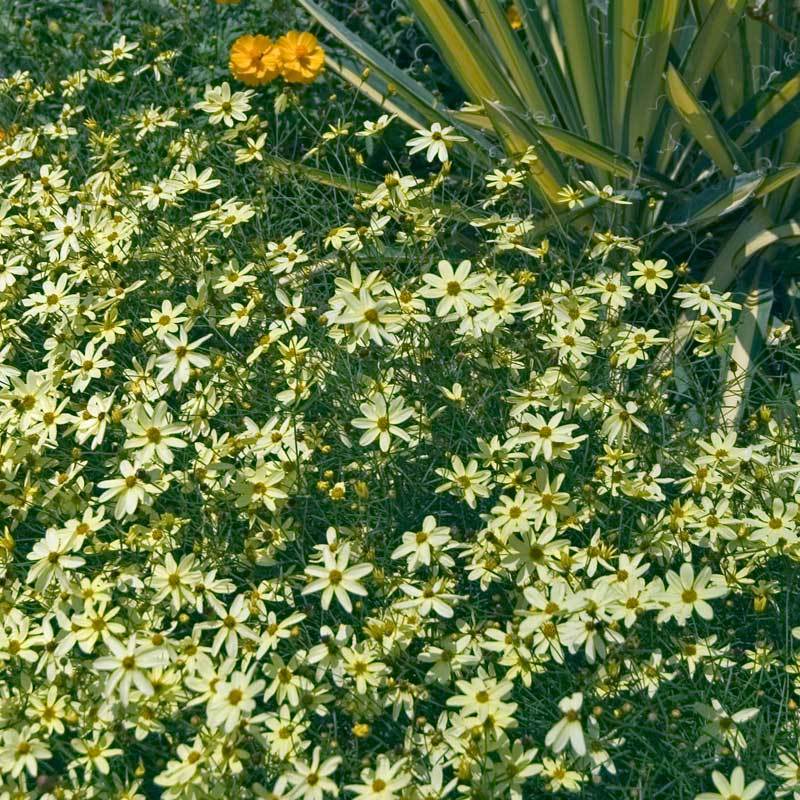 'Moonbeam' Tickseed (Coreopsis) - Image 4